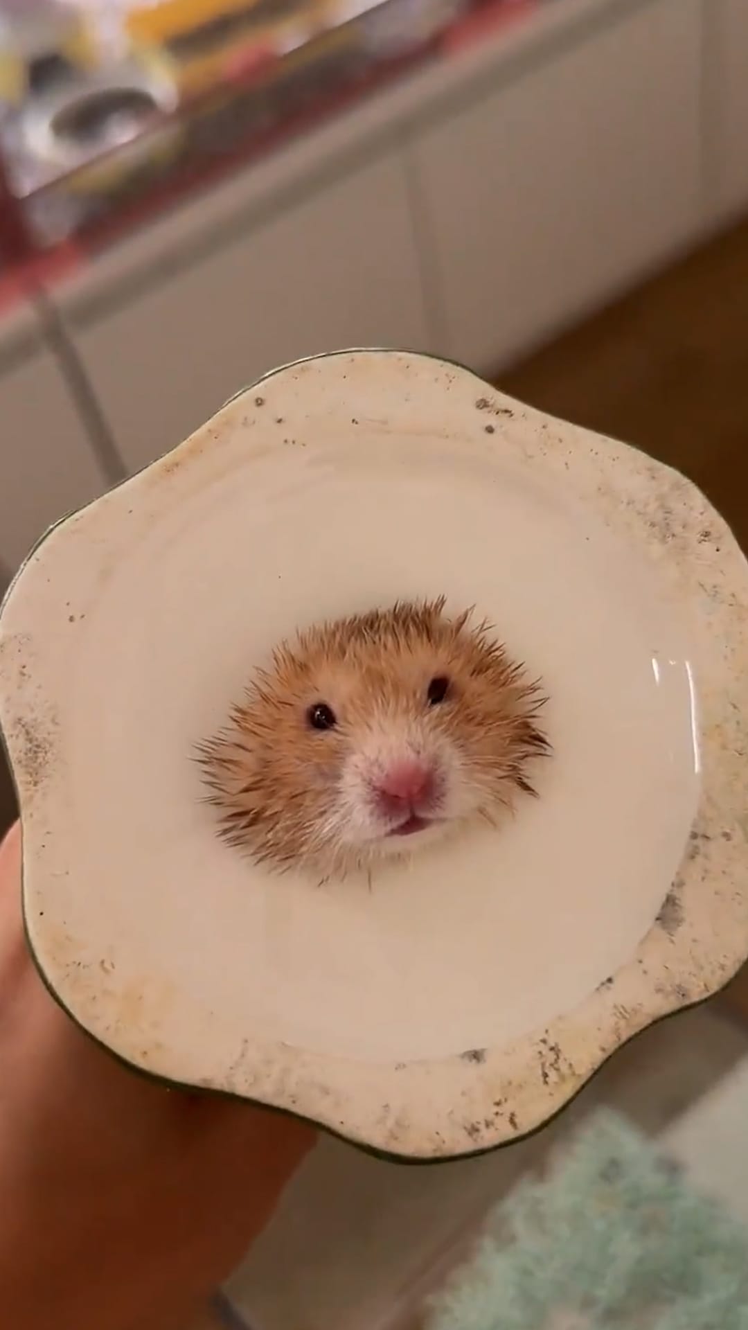 Owner rescues curious hamster stuck inside ceramic flower ornament