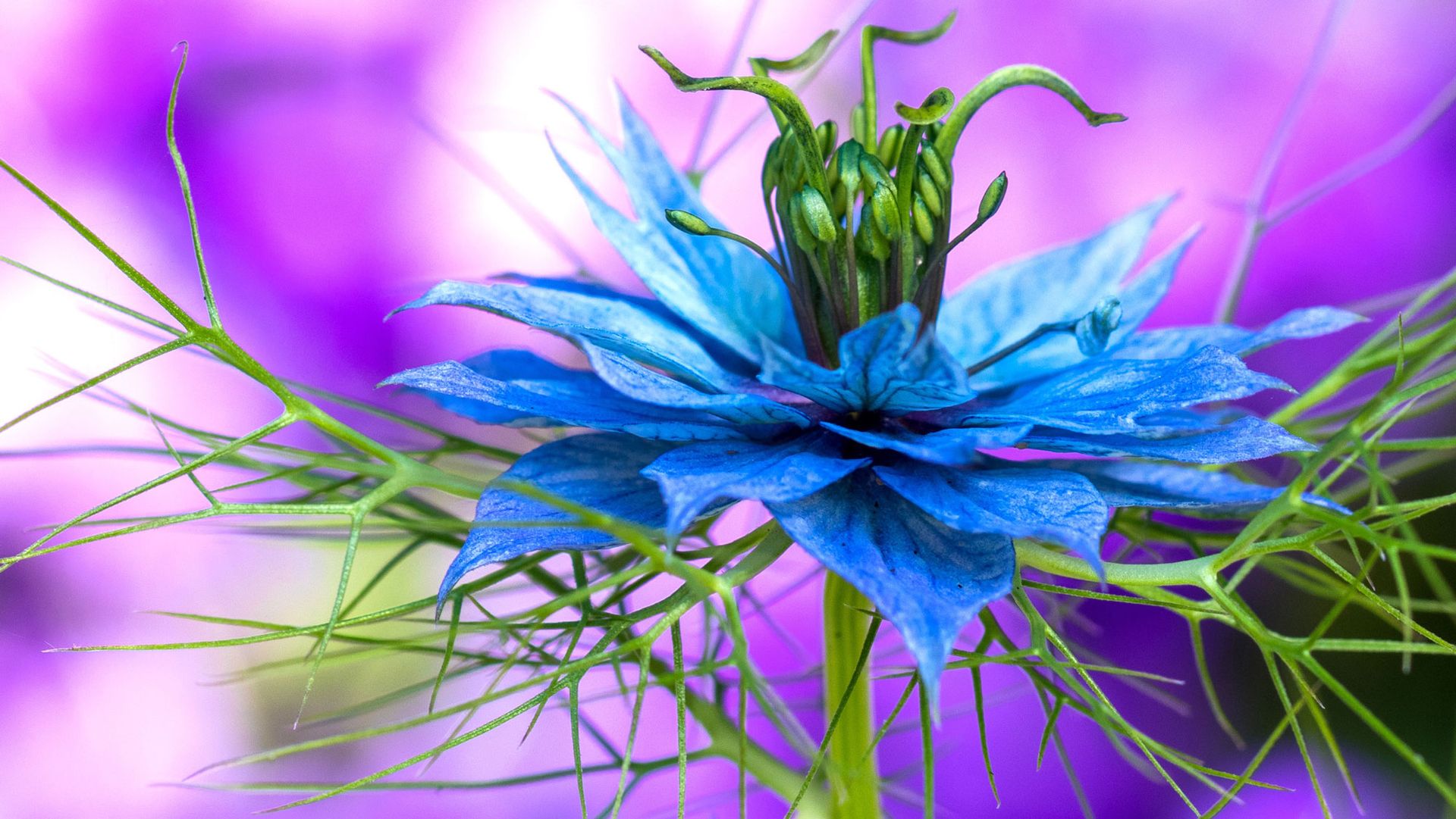 Remove these 7 flower thugs before they self-seed everywhere or you’ll ...