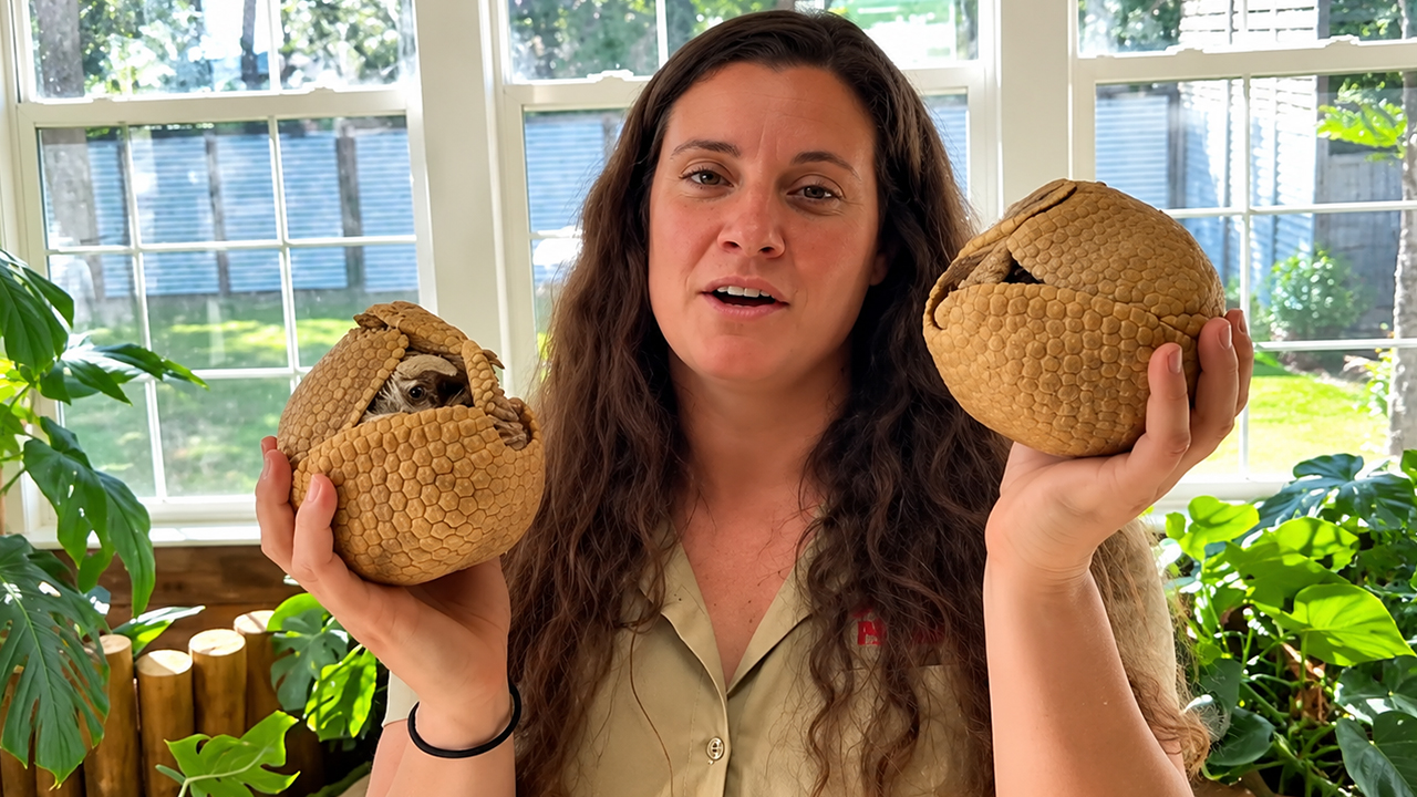 These tiny armadillos curl into perfect little spheres