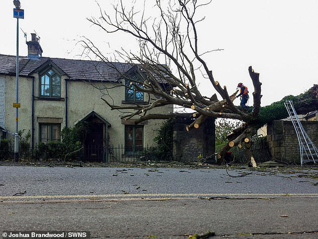 World-renowned royal gardener hit and killed by falling tree during ...