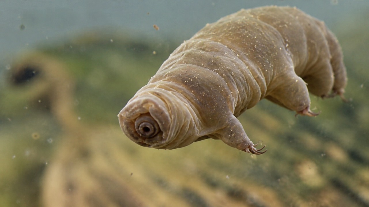 Water bears can survive the vacuum of space - but ordinary predators ...