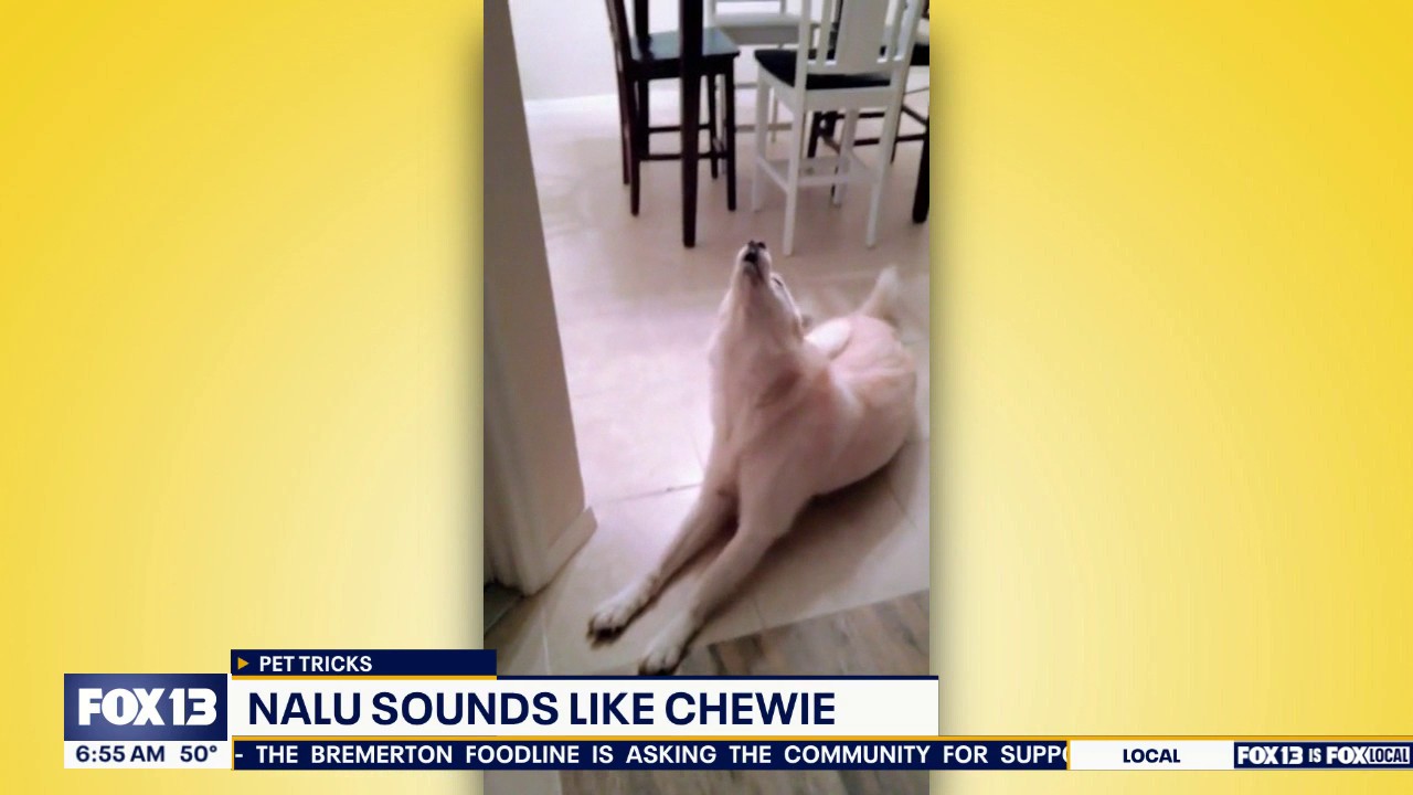 Good Day pet tricks for Monday, Oct. 26