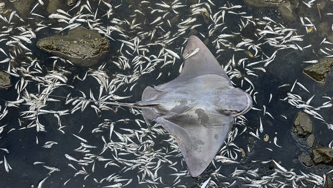 Rare devil rays spotted off California amid El Niño warmth