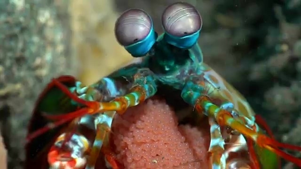 Lisa's mantis shrimp strikes fish in super slow motion