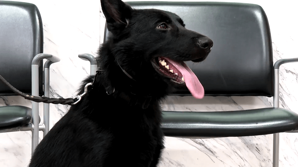 Mobile Infirmary introduces three canine de-escalation teams