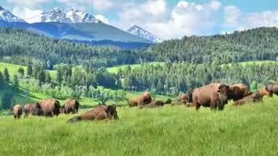 Ted Turner took the cows off his Montana ranch in 1989. Then ...