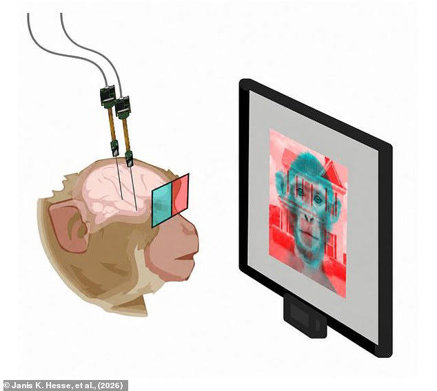 Your brain may be switching between two versions of reality 15 times a ...