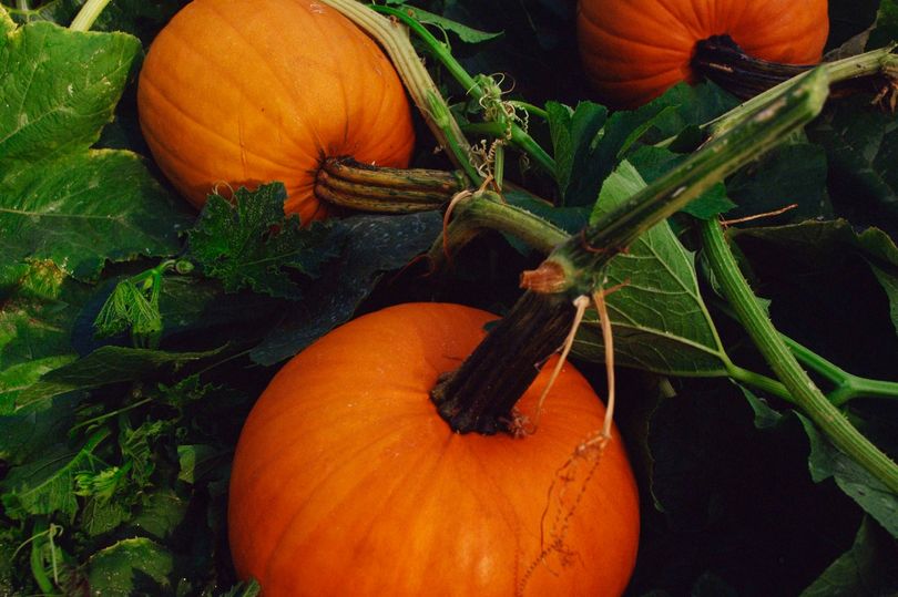 Rowdy teens hurl pumpkins and boot actors at Scare Fest Plymouth