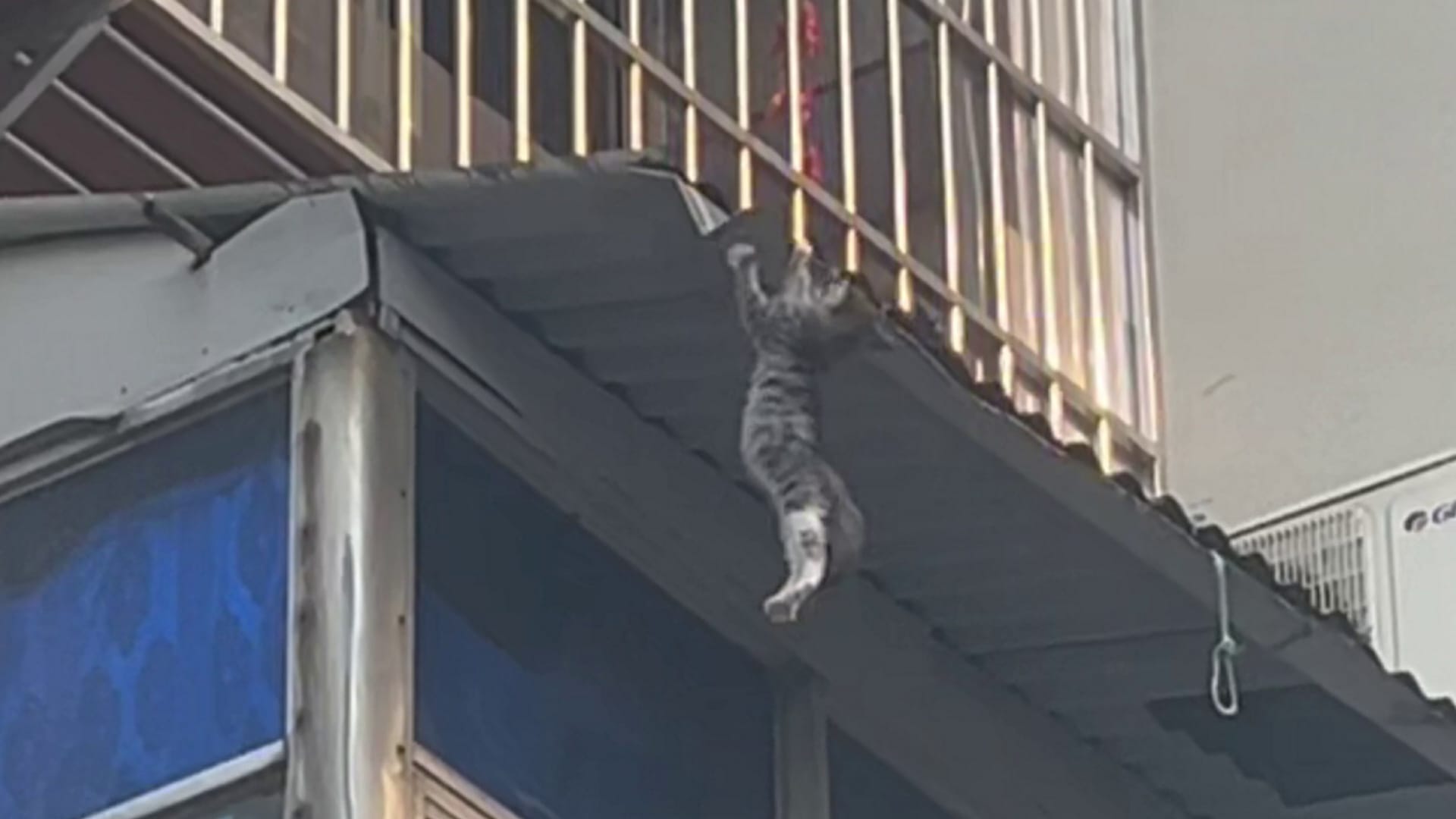Moment man saves kitten's life when it plunges from building
