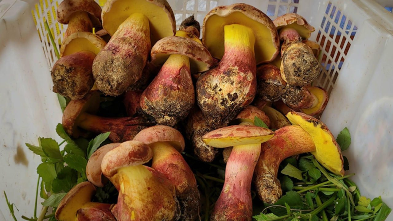 Scientists identify mushroom linked to visions of hundreds of tiny ...