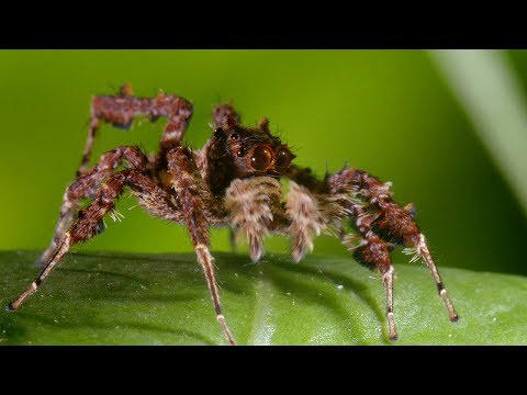 Spiders can rack up REM-like sleep debt (and may even dream), just like ...
