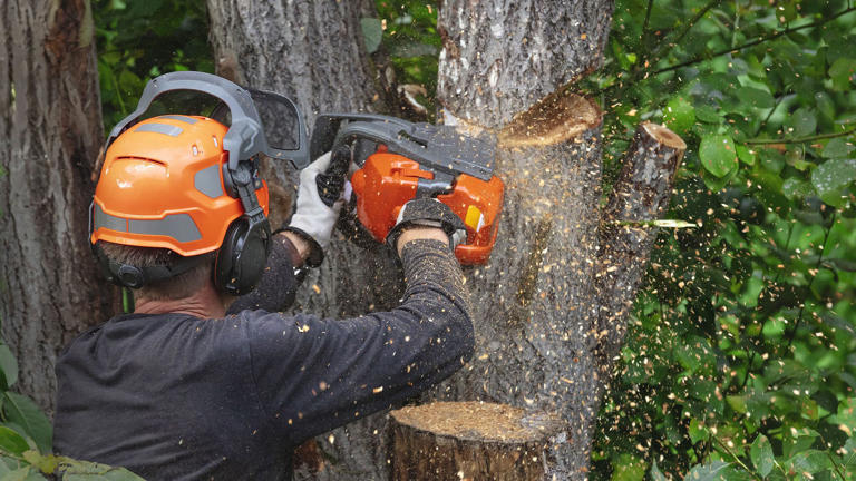 Don't cut down that tree yet – it could be legally protected, even if ...