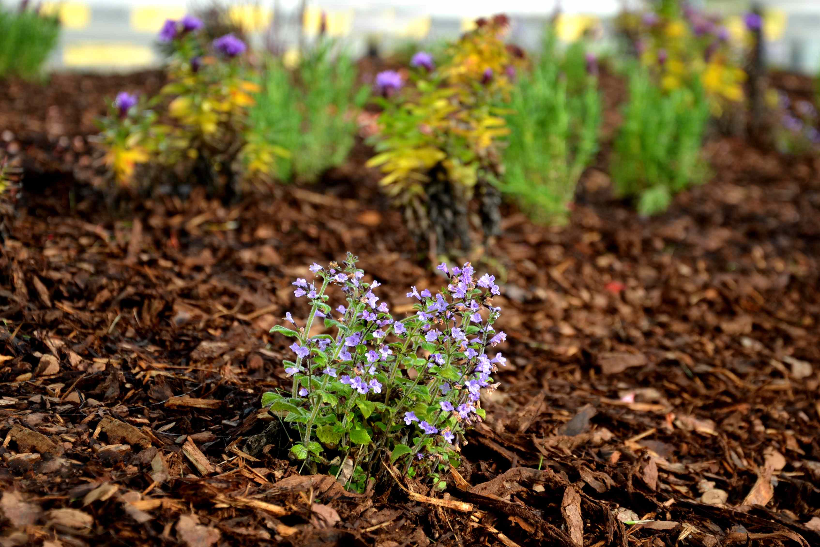 6 things you should do after planting perennials in fall to help them ...