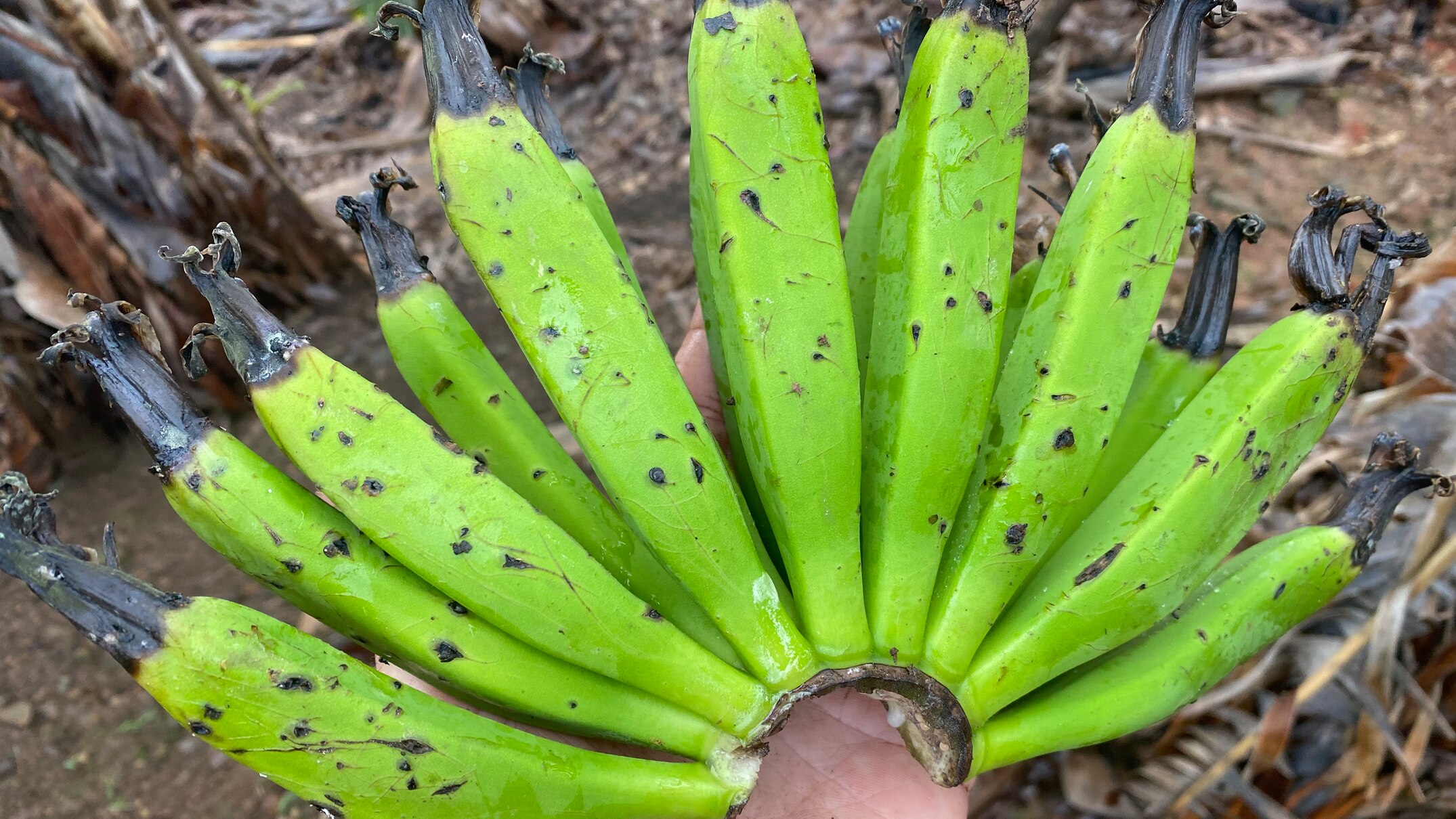 Starving flying foxes target banana, berry farms on NSW Mid North Coast