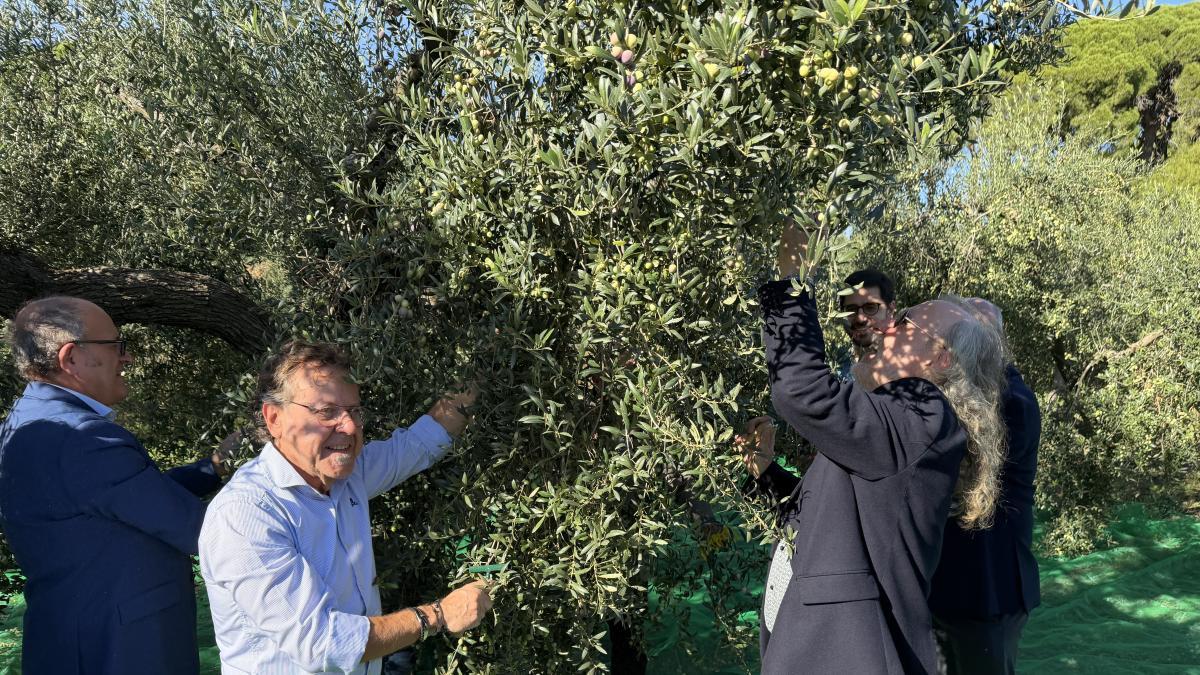 La DOP Siurana prevé una caída de aceite de hasta el 40%, con el litro ...
