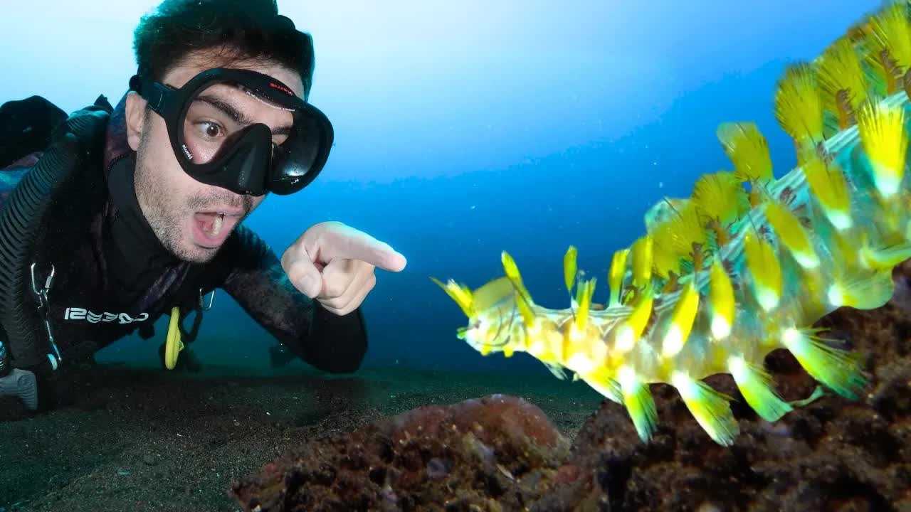 Dark-lined fire worm and day octopus spotted on a reef dive