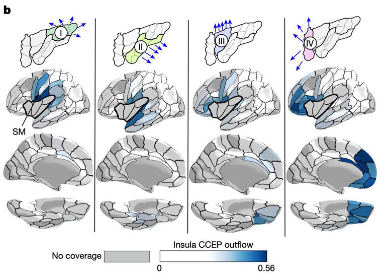 Detailed brain map reveals how the insula shapes bodily sensations and ...