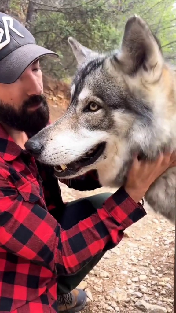 Living wild with my wolf best friend in the mountains