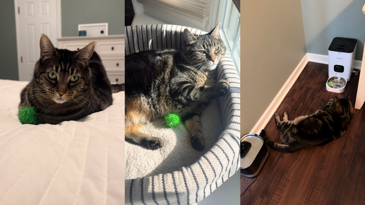 How a little green ball became this cat’s favorite possession