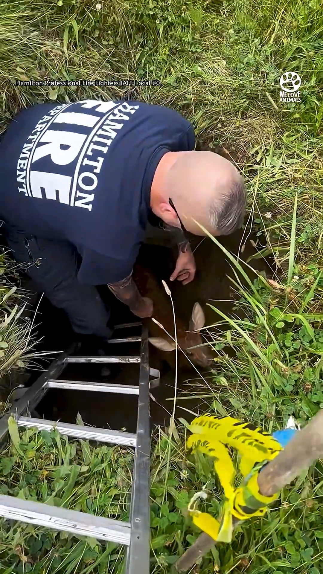 Firefighters save baby deer trapped in a hole 👏
