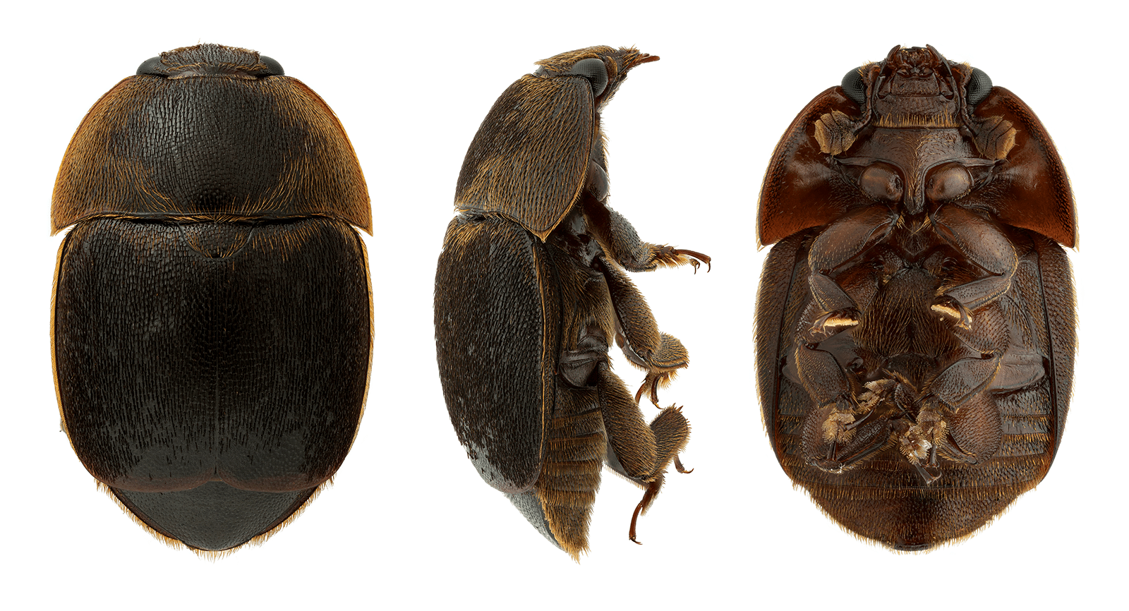 Nagpur researcher finds small hive beetle infestation across Maha