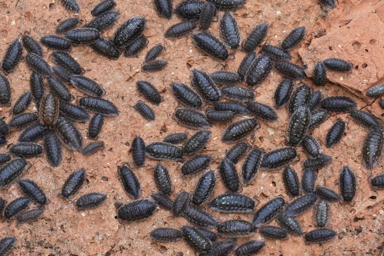 Homes urged to take immediate action to stop woodlice from entering ...