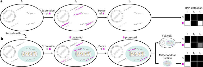 RNA archiving method reveals what a cell did days ago