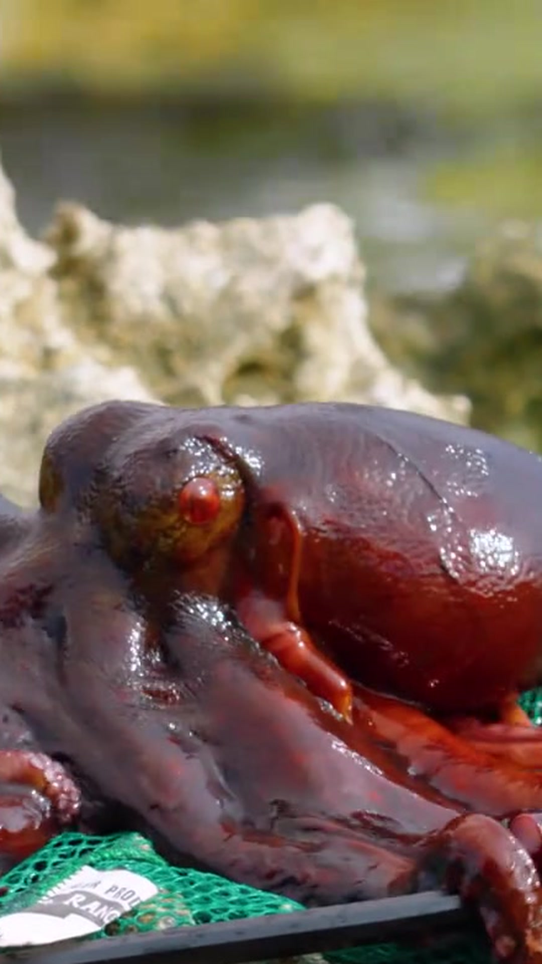 Catching a giant octopus by hand in Western Australia