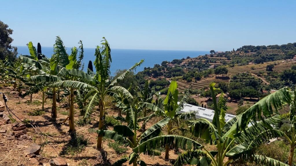 El cambio climático abre paso a los cultivos tropicales en el sur de ...