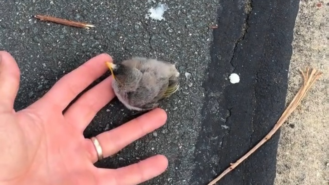 Guy rescues baby bird only to get yelled at by its parents