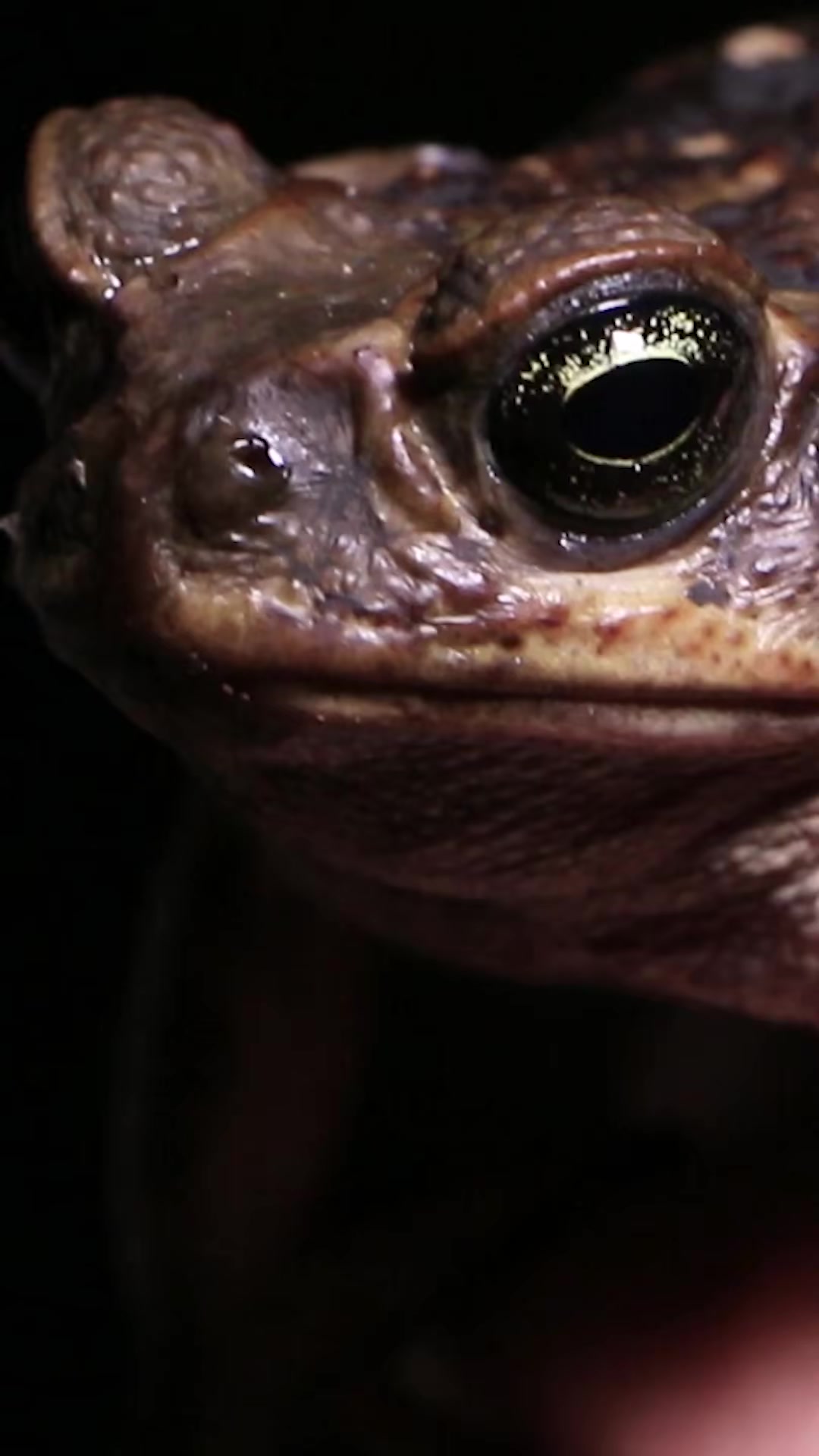The cane toad is more dangerous than it looks