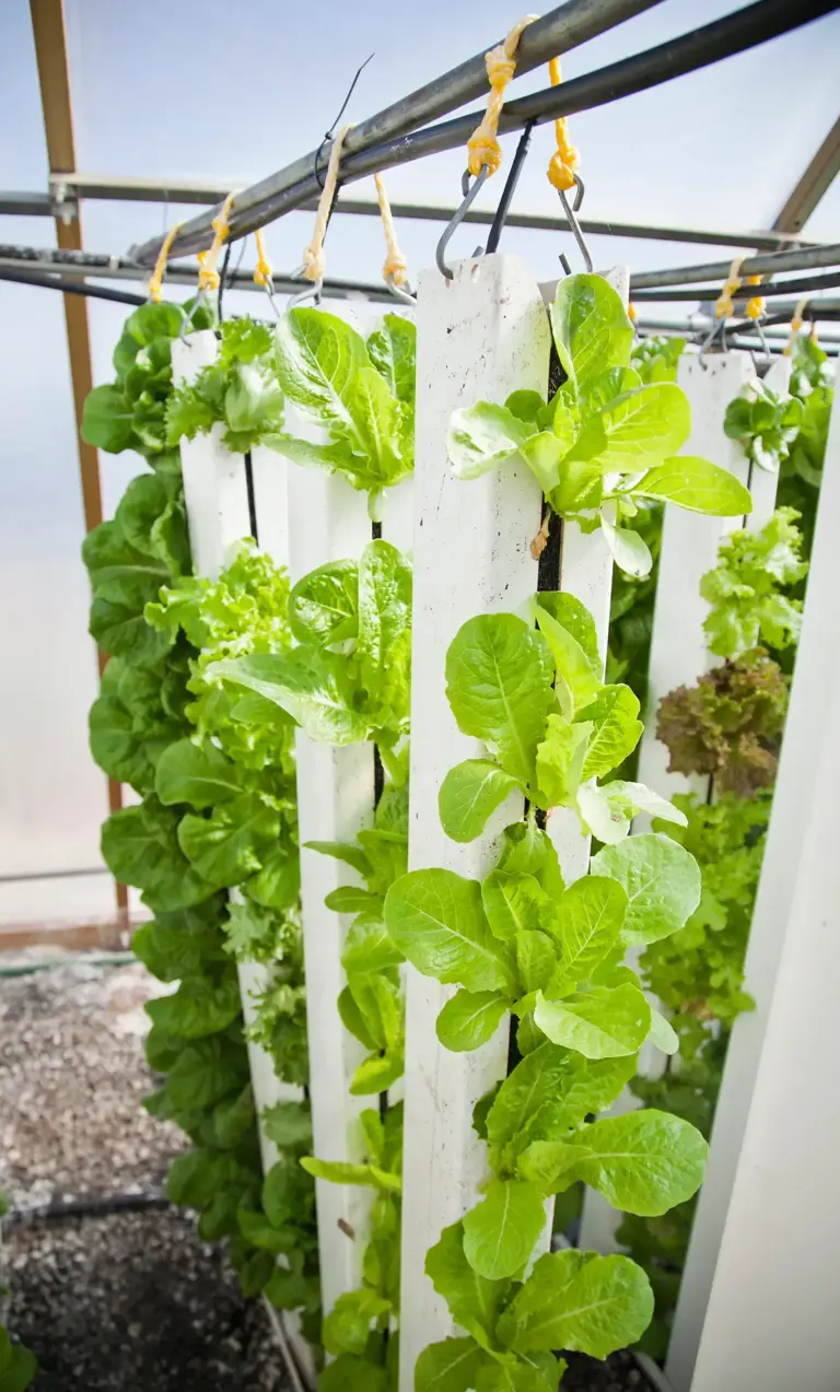 Vertical farming grows crops indoors on stacked shelves under LED light
