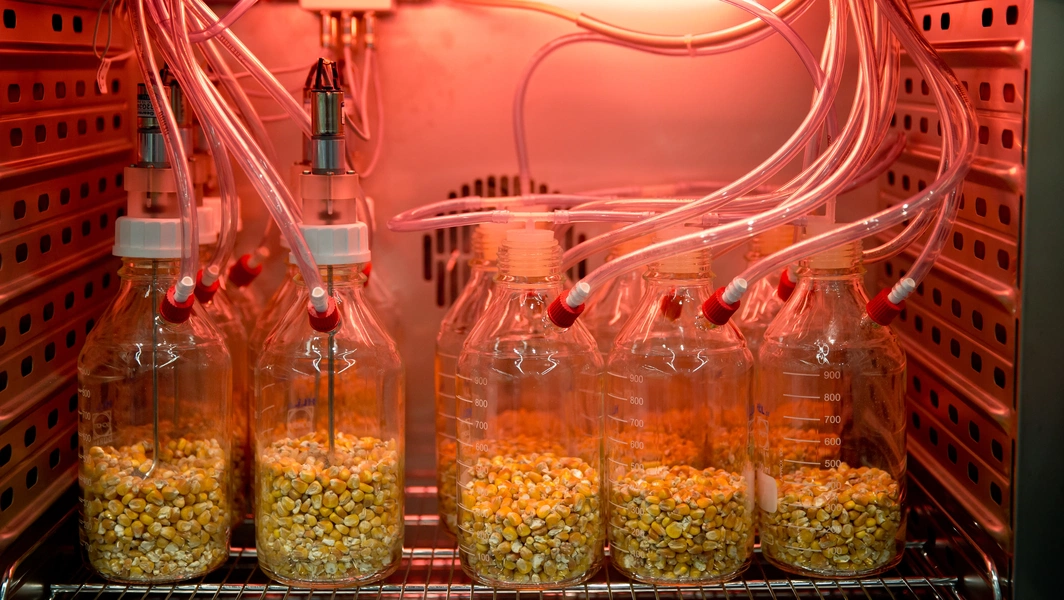 Fermentation decoded: from microbes to magic