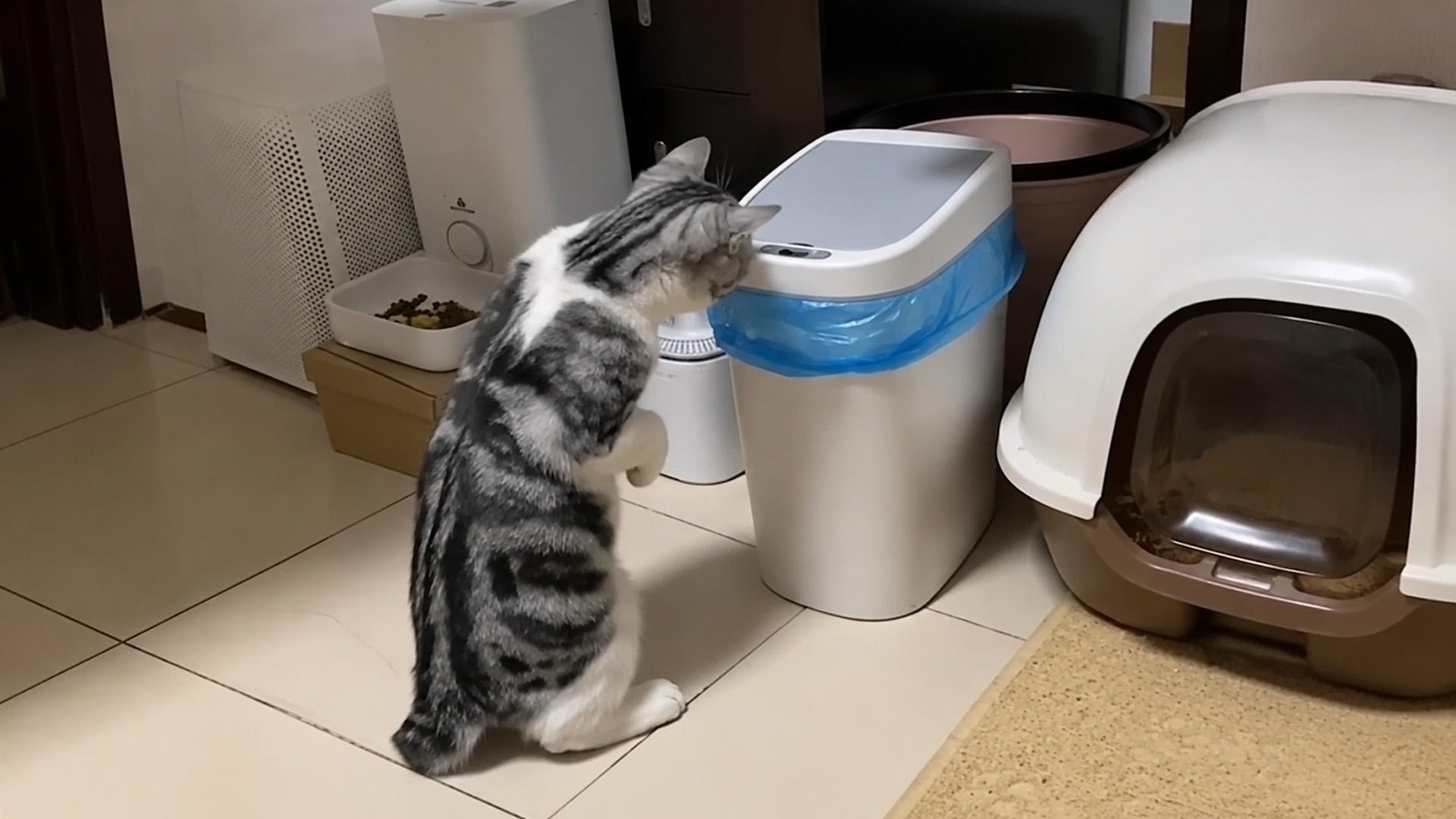 Curious silver tabby cat stands beside an automatic trash bin