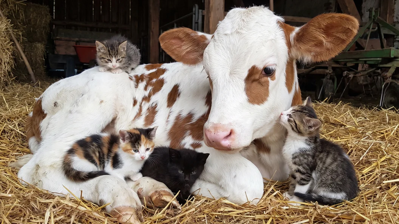 Animals that think they’re a different species