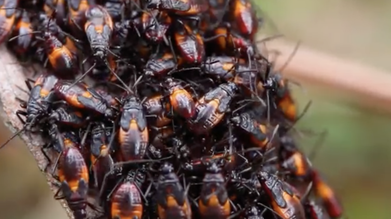 Could you survive on nothing but bugs?