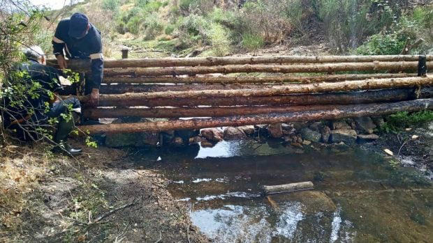 Hongos y bacterias: la clave invisible para que los bosques quemados de ...