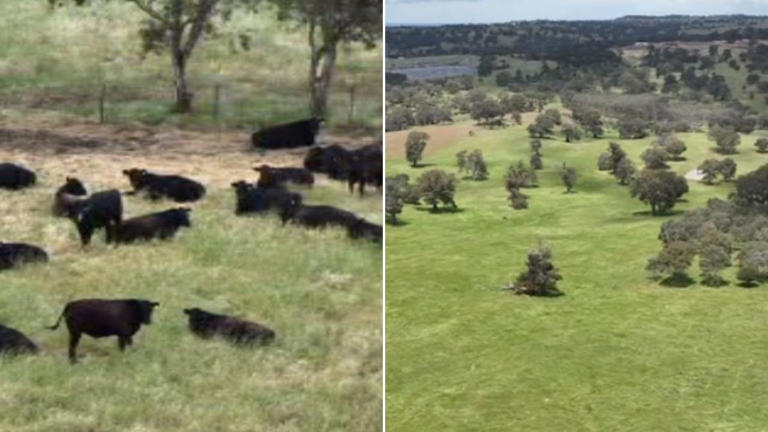 Adelaide Hills farmers fear mega data centre could destroy rural landscape