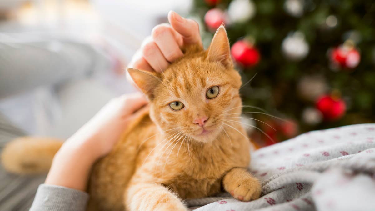 Tractor Supply’s $12 holiday tractor turns your cat into the cutest ...