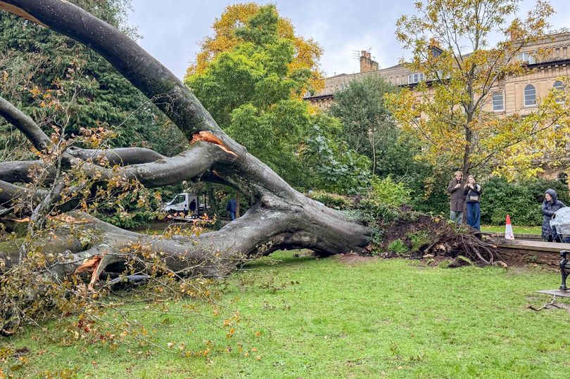 Storm fells doomed Clifton tree before axe could fall
