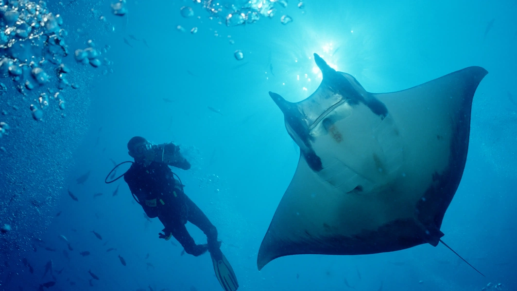 Rare devil rays spotted off California amid El Niño warmth