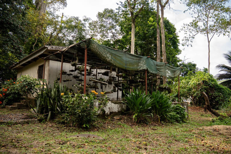 Botanists comb Gabon's rich rainforests with nature on the line