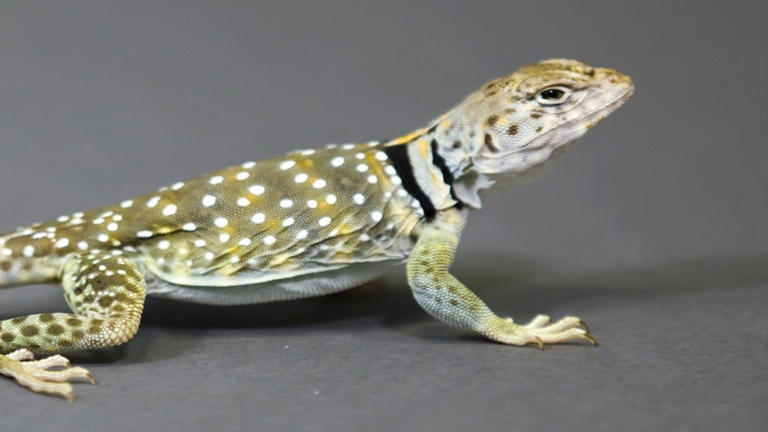 The collared lizard, a speedy reptile of North America
