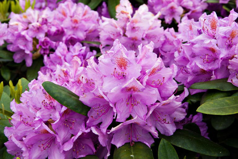 Rhododendron : ce qu’il faut absolument faire en novembre pour le ...