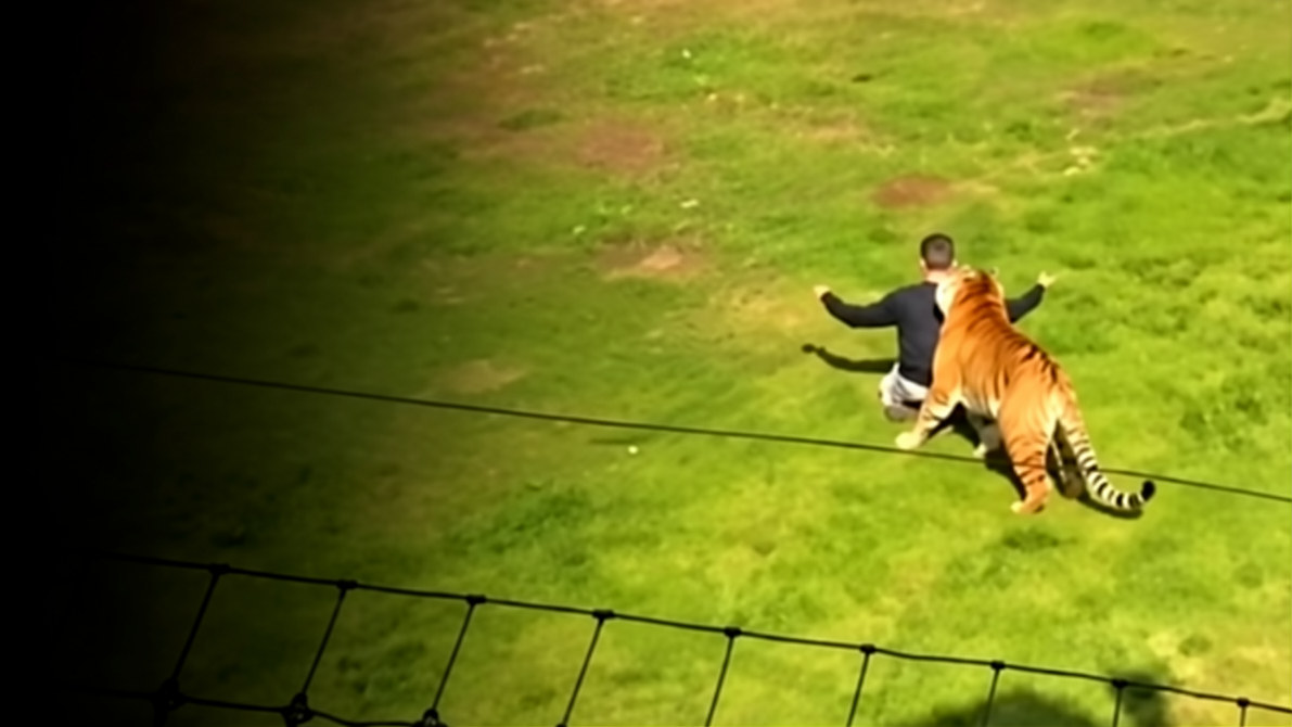The Yorkshire Wildlife Park incident | Caught on camera