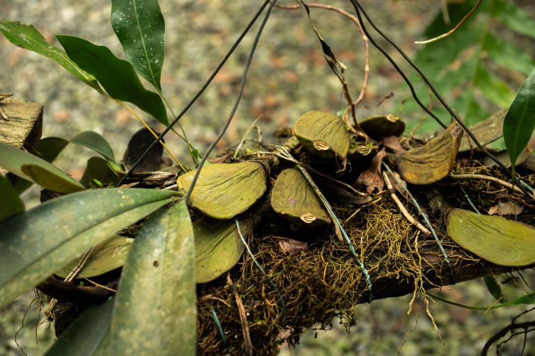Botanists comb Gabon's rich rainforests with nature on the line