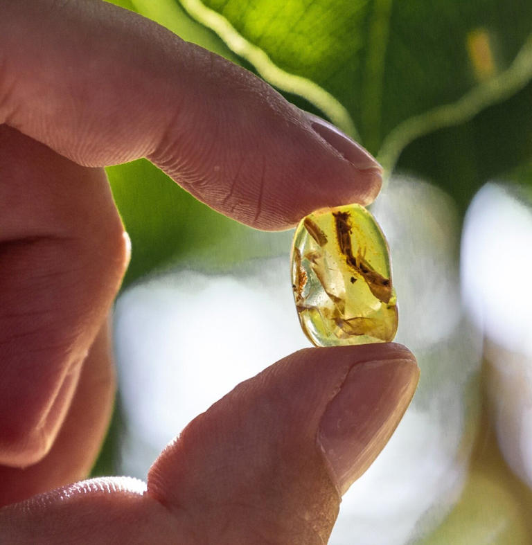 Lizard tail preserved in amber sheds light on a 100-million-year-old ...