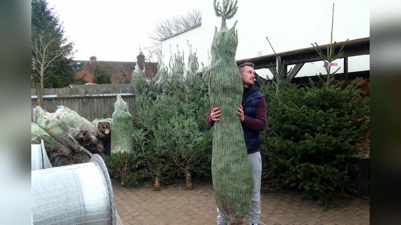 Audi R8 tries to fit a 10-foot tree