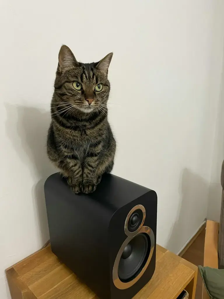 How to introduce a new cat to your home: A week-by-week guide