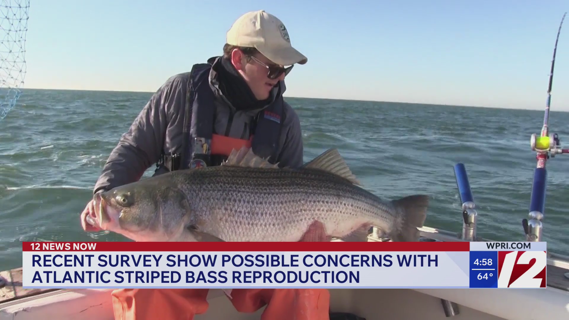 Striped bass survey shows reproduction and population concerns